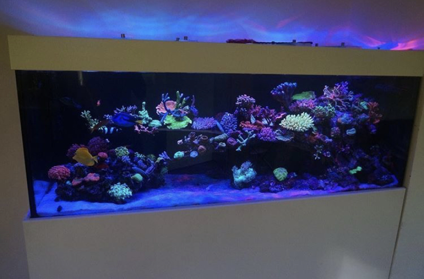 openbare aquarium LED's
