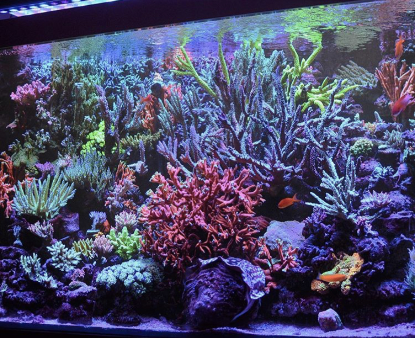 corais de recife melhor crescem luz led