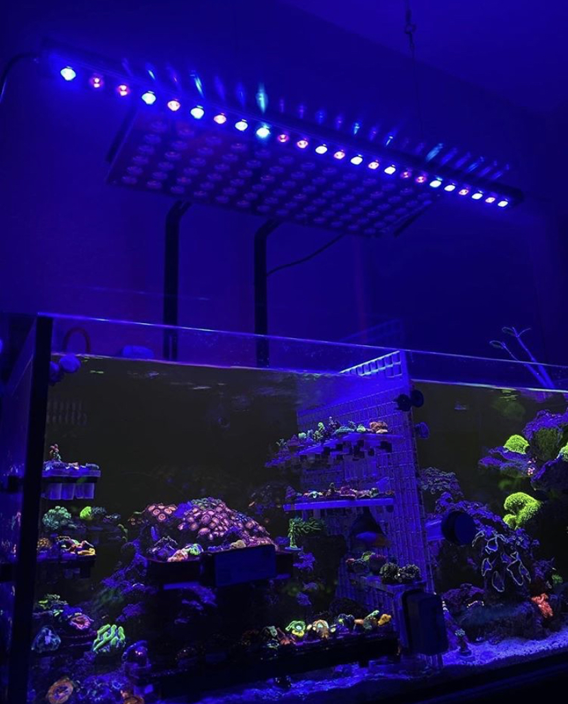 красочные смешанные кораллы аквариум