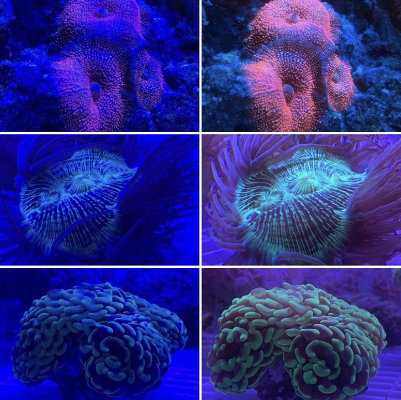 melhor lente de corais de recife