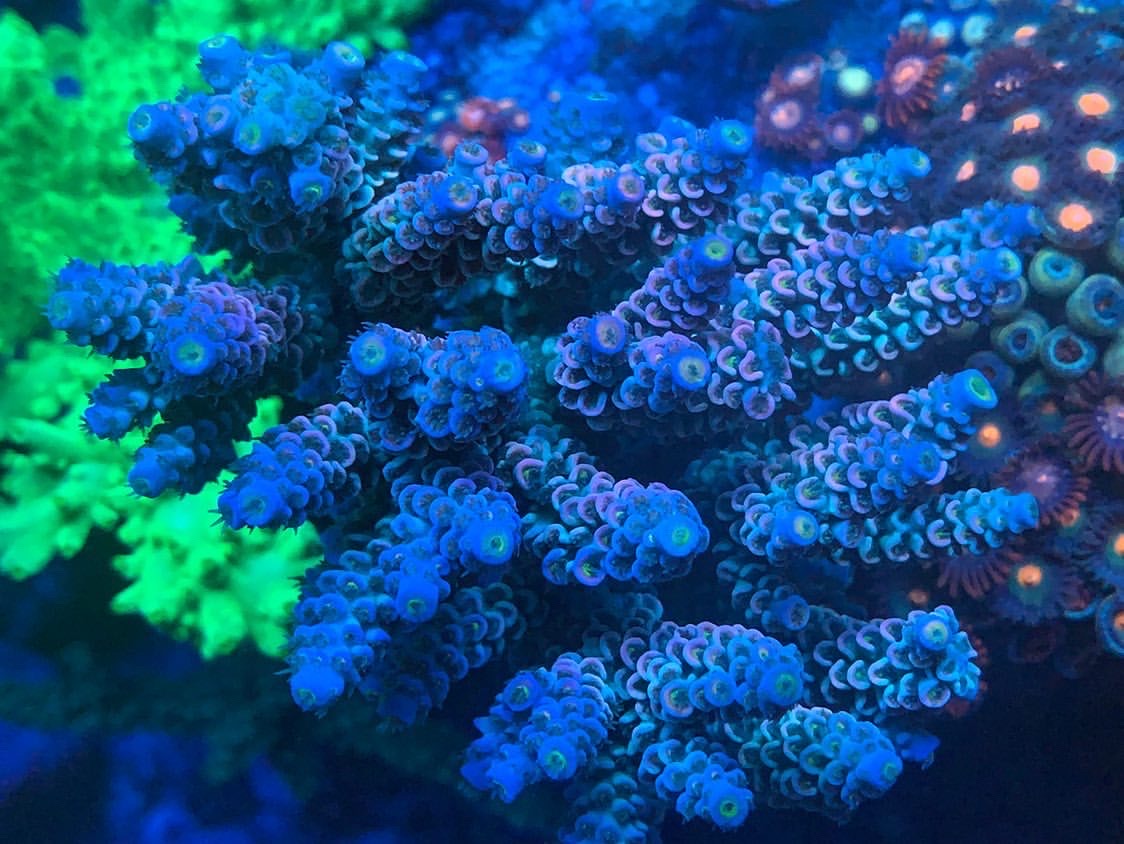 Coral blue. Как вырастить коралл. Лаборатория по выращиванию кораллов Китай.