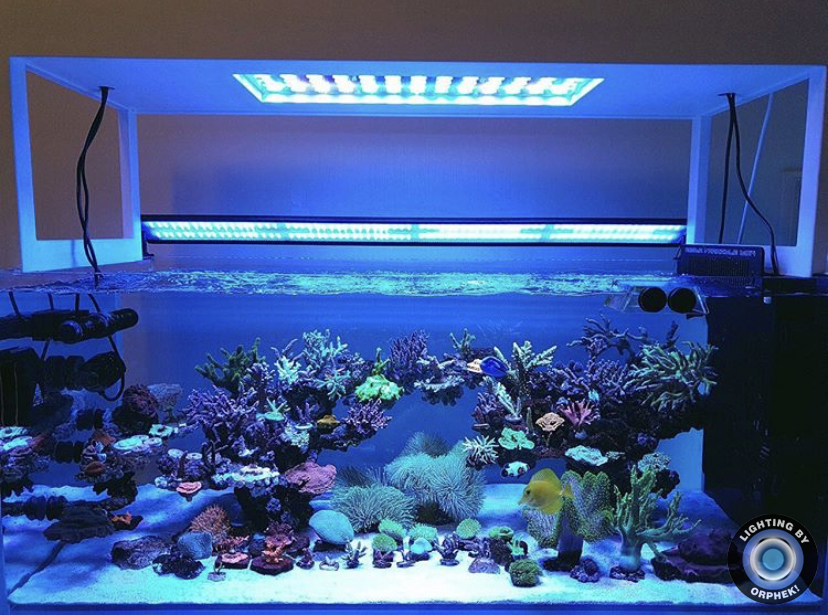 melhor luz LED de aquário para pop