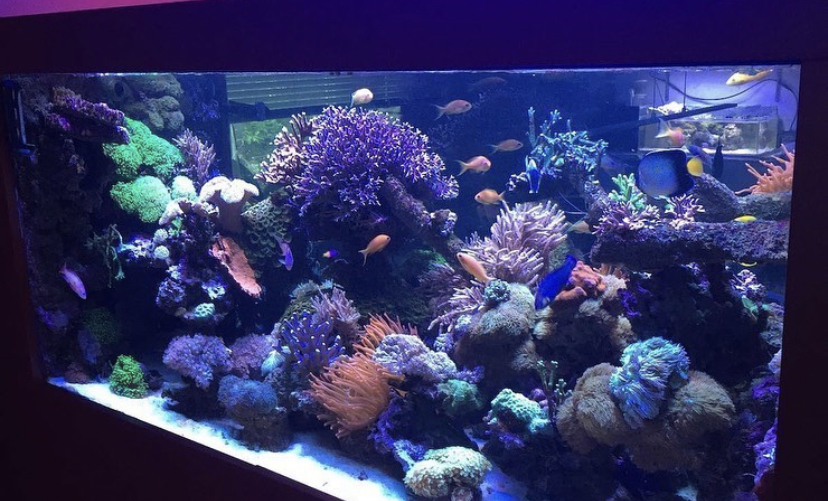 fantastisk färgglad reef rike tank