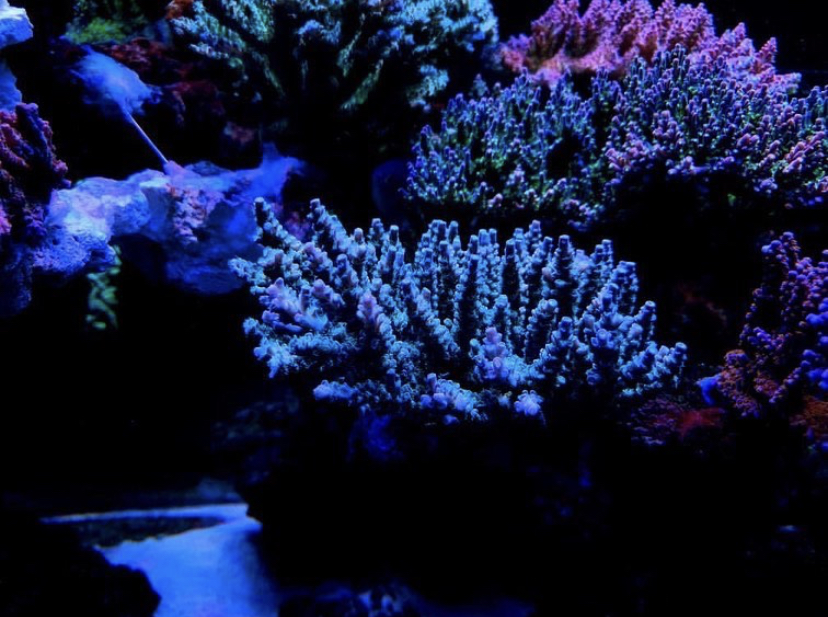 лучшие светодиодные фонари для выращивания кораллов 2021 года