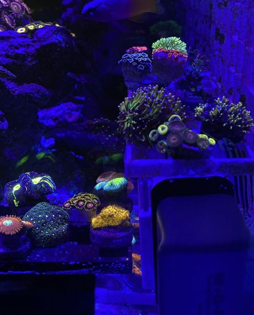 saltvattenrev korall tank
