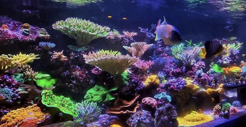 incrível reino enorme de recife colorido