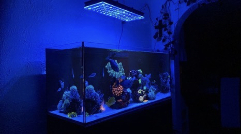 аквариум с морской водой светодиодные фонари