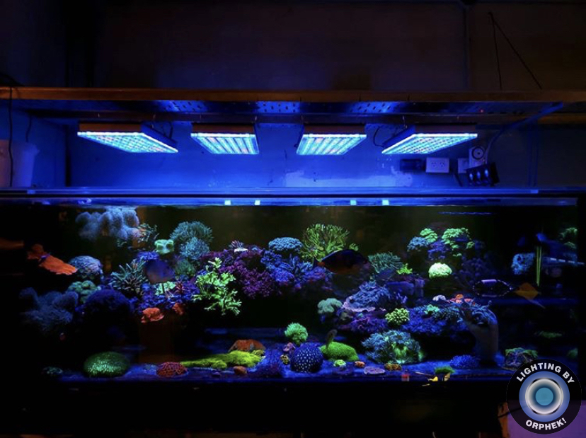 incríveis cores de coral fluorescente