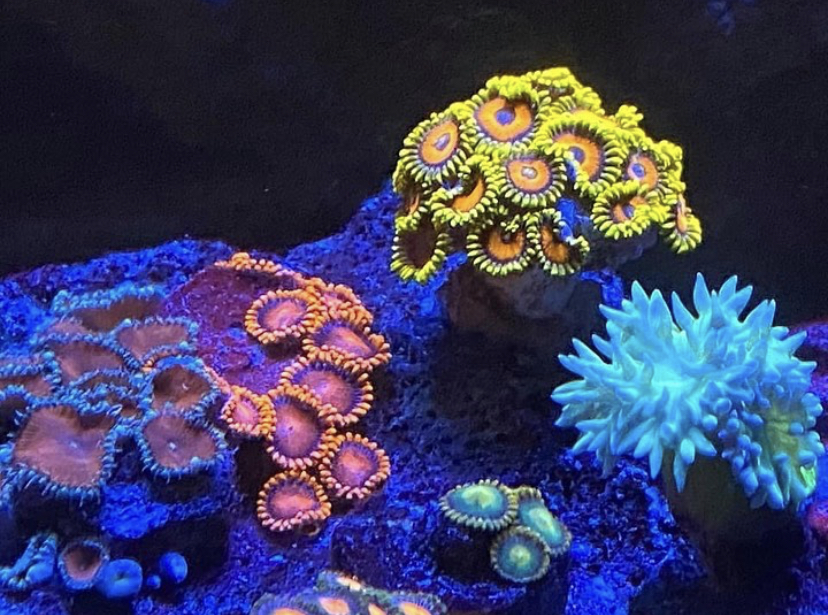 vackra LPS-koraller på nära håll