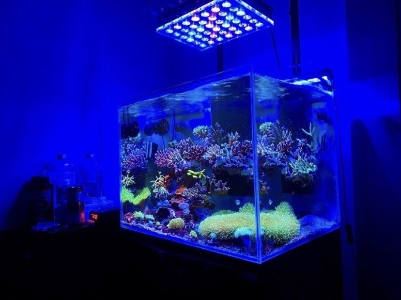 верхнее светодиодное освещение для морского аквариума 2021