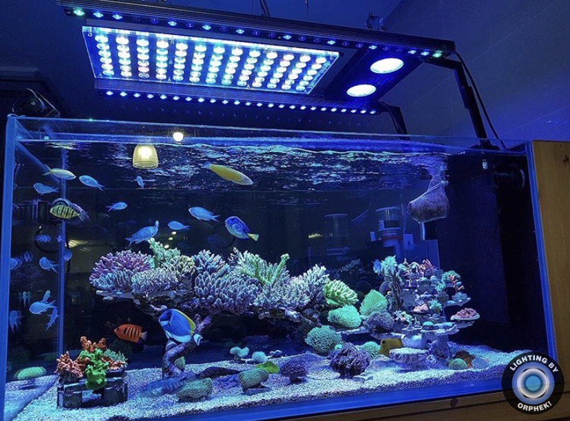 beste verlichting voor mooie tank