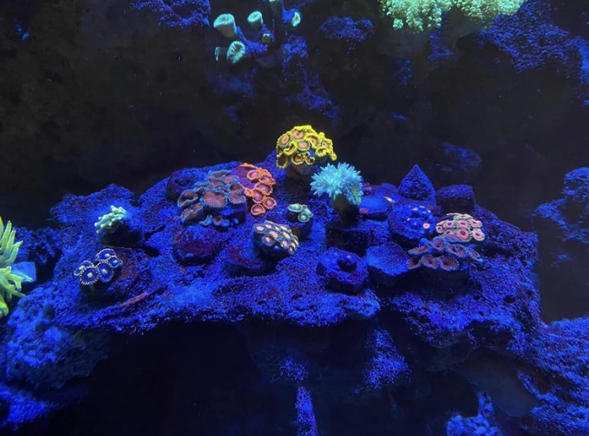 коралловый поп лучший светодиодный свет