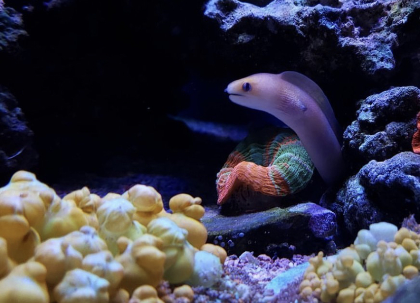 iluminação colorida lps coral