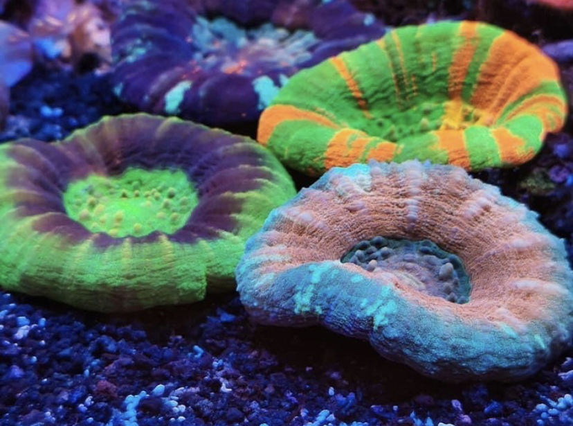 bästa korall led strip OR3 orphek
