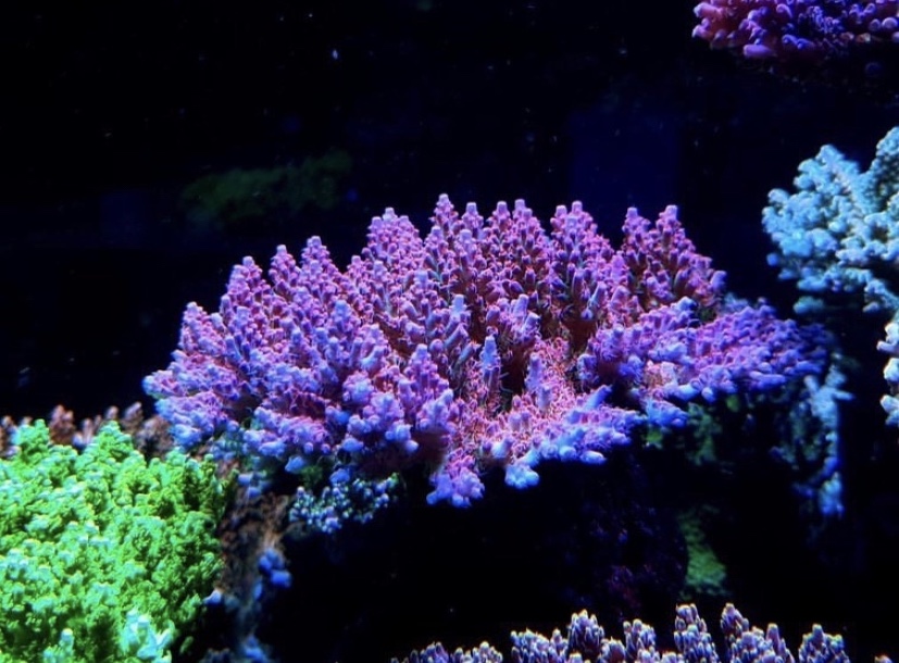 roze blauw sps koraal