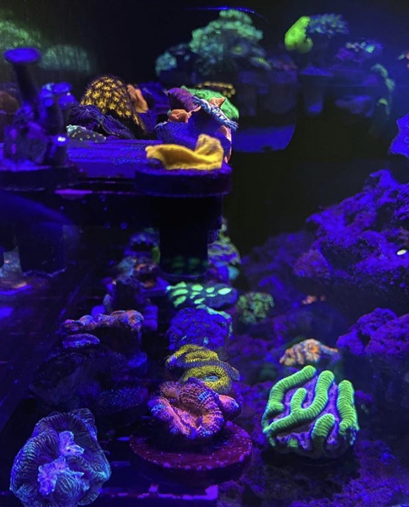 aquário marinho luzes led