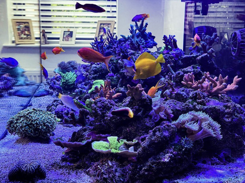 incríveis luzes de tanque de cultivo de coral