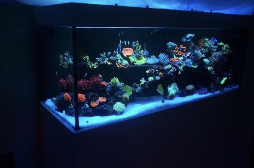 melhor luz de aquário orphek atlantik