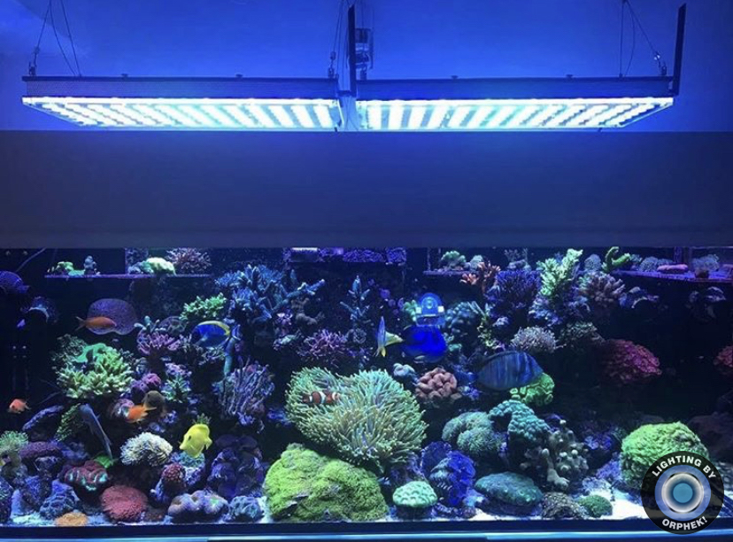 o melhor coral pop light 2021