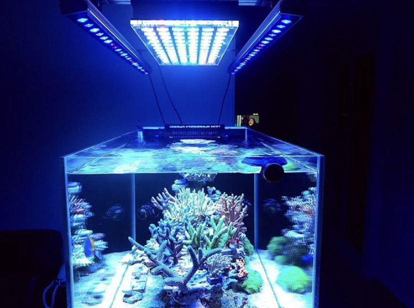 orphek melhores luzes do aquário