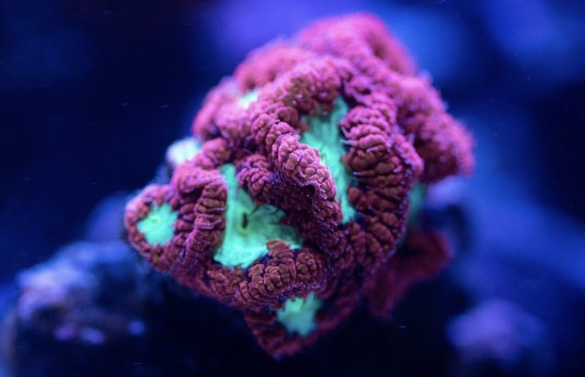 bästa korall led lampor orphek