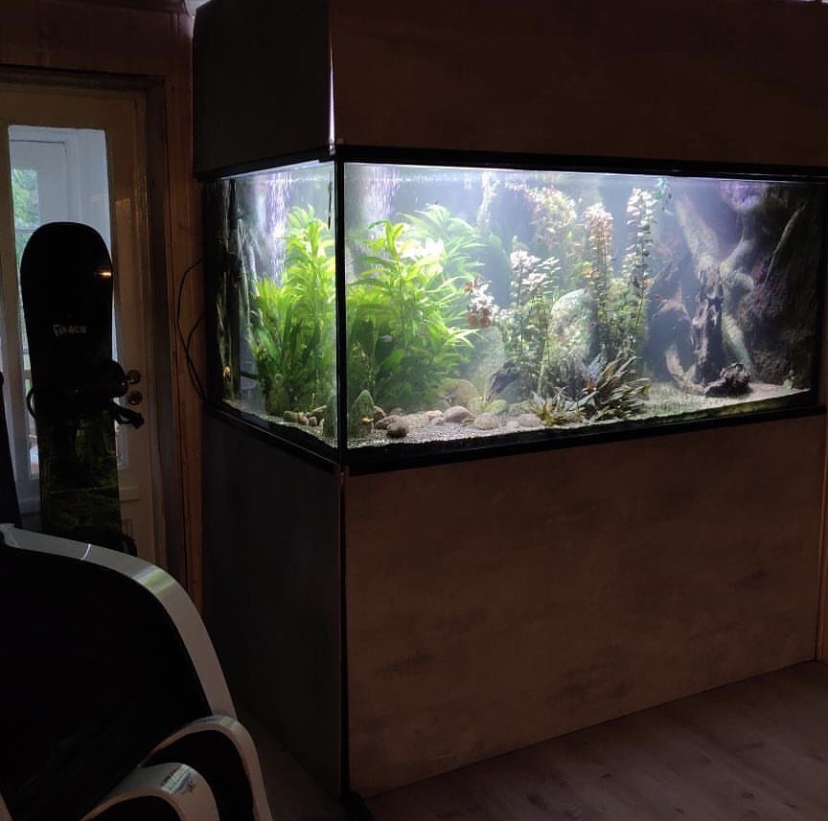 аквариум выращивают светодиодные фонари