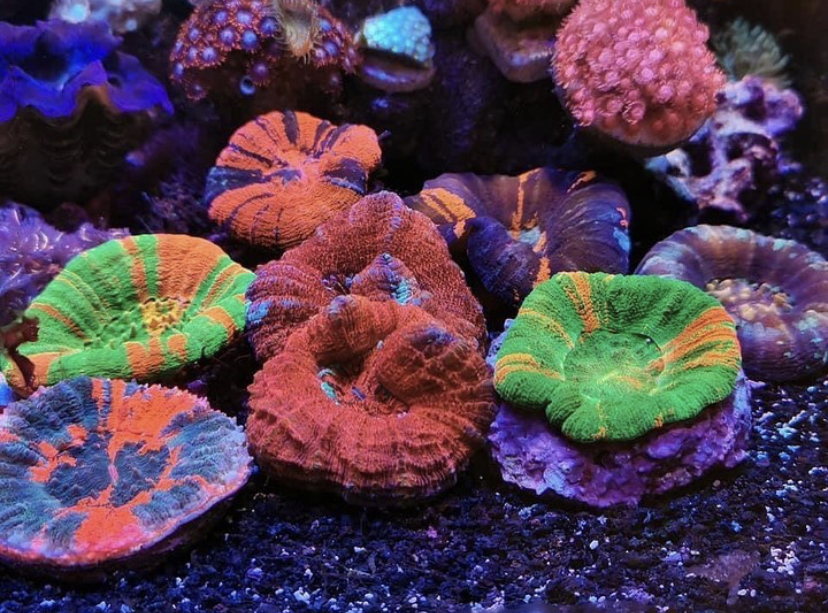 saltvatten tank korall bästa lysdioder