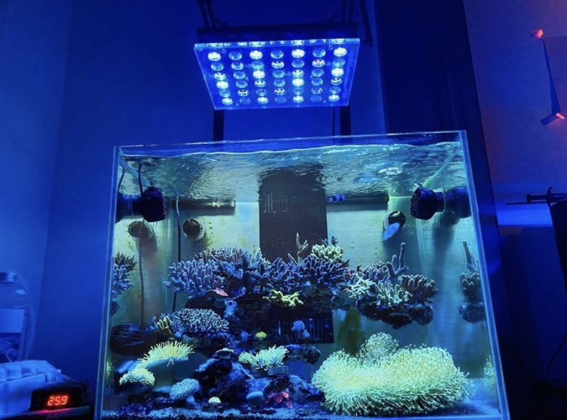 iluminação do aquário orphek