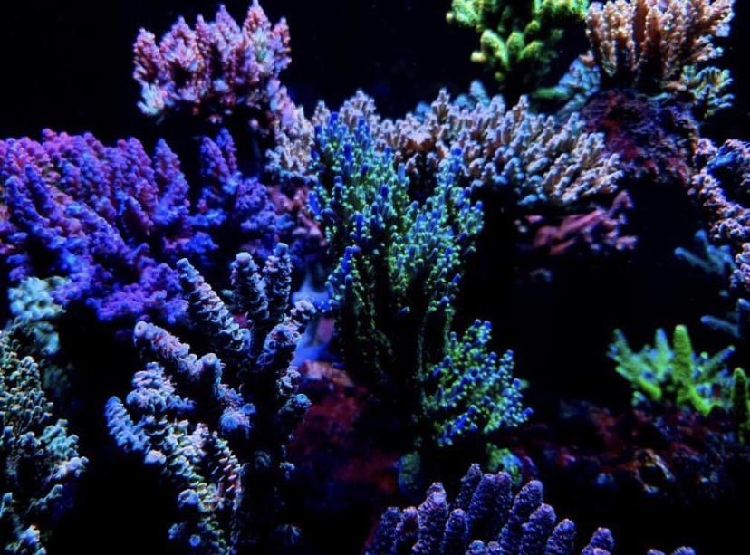 iluminação de corais marinhos