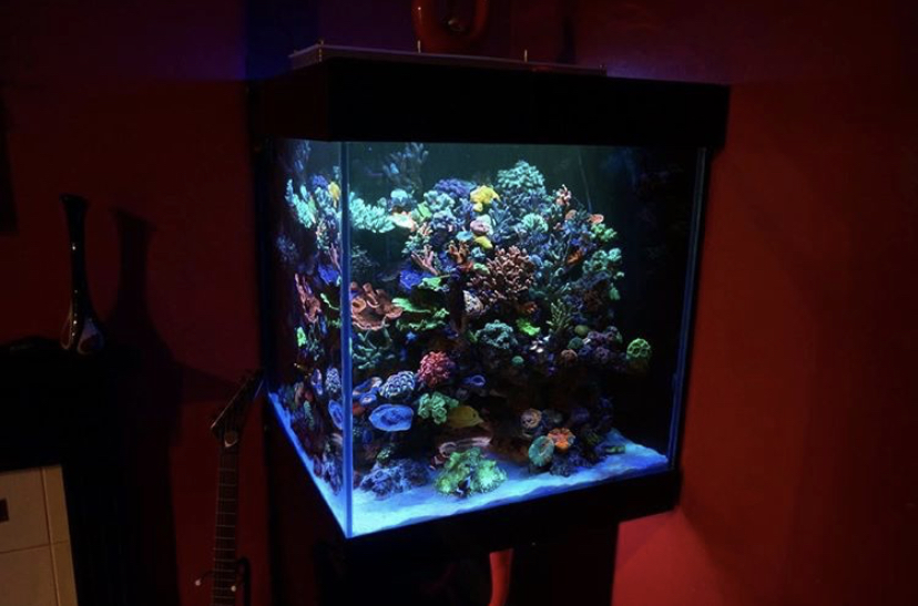 incrível aquário de coral colorido