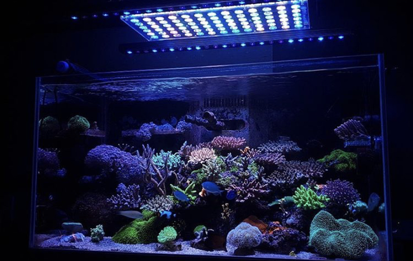 orphek atlantik topp marina akvarium ljus