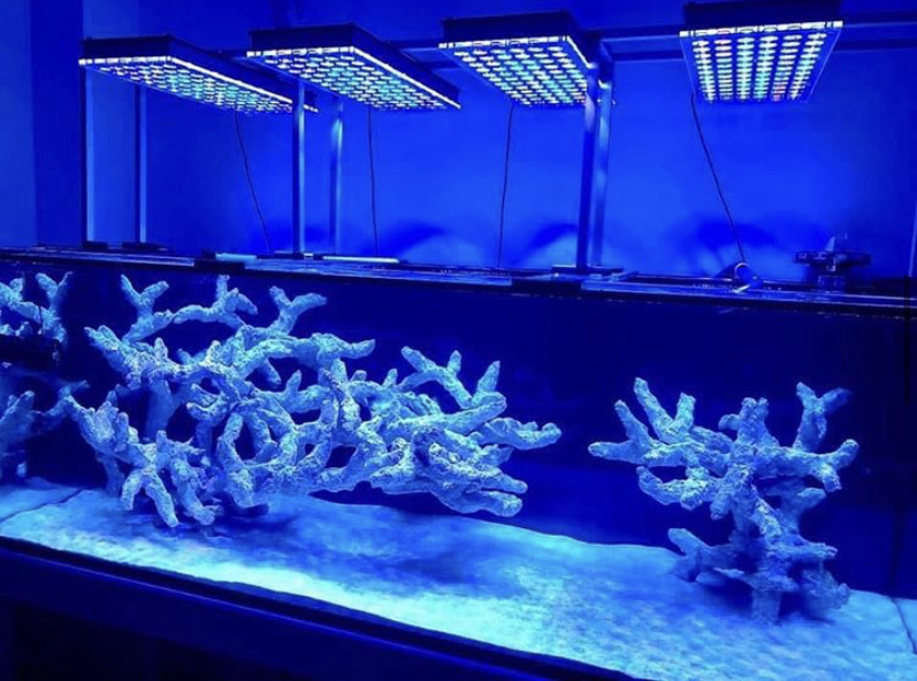 lps рифовый аквариум
