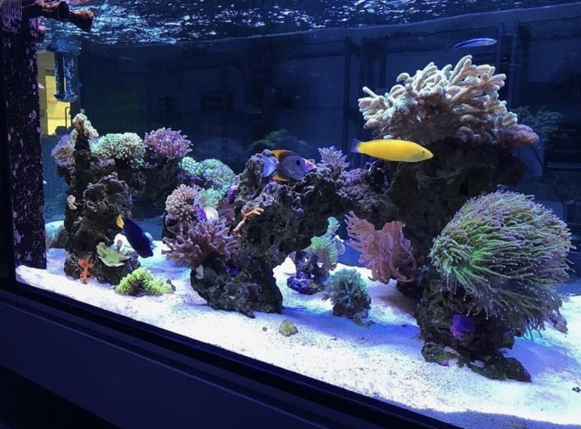 коралловые светодиодные фонари