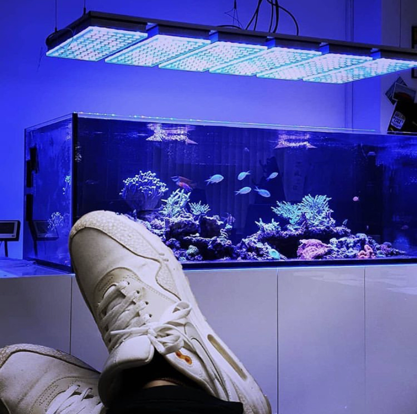 iluminação de aquário de água salgada