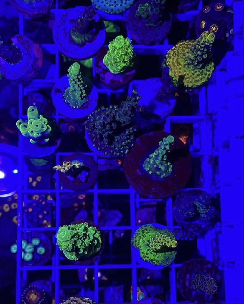 sps koraller bästa belysning