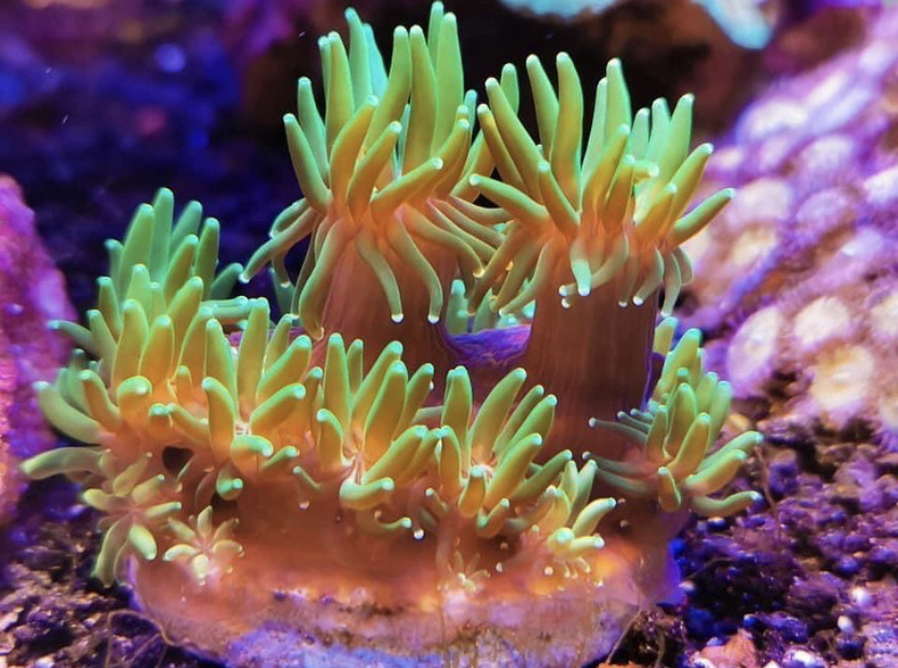 geel lps koraal