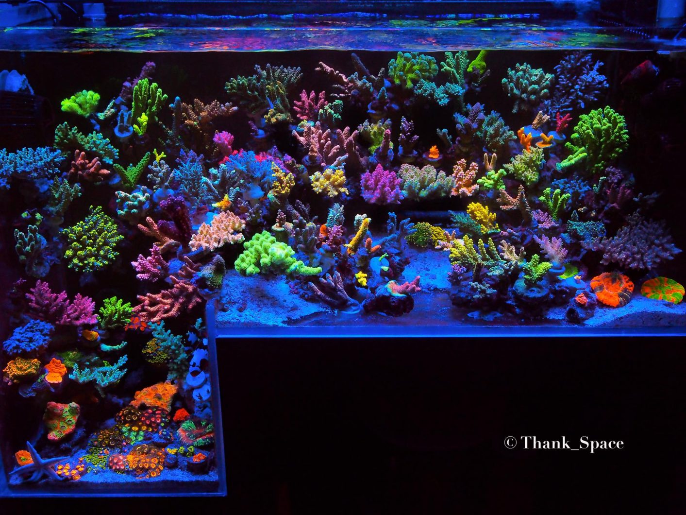 best-reef-aquarium-couleur