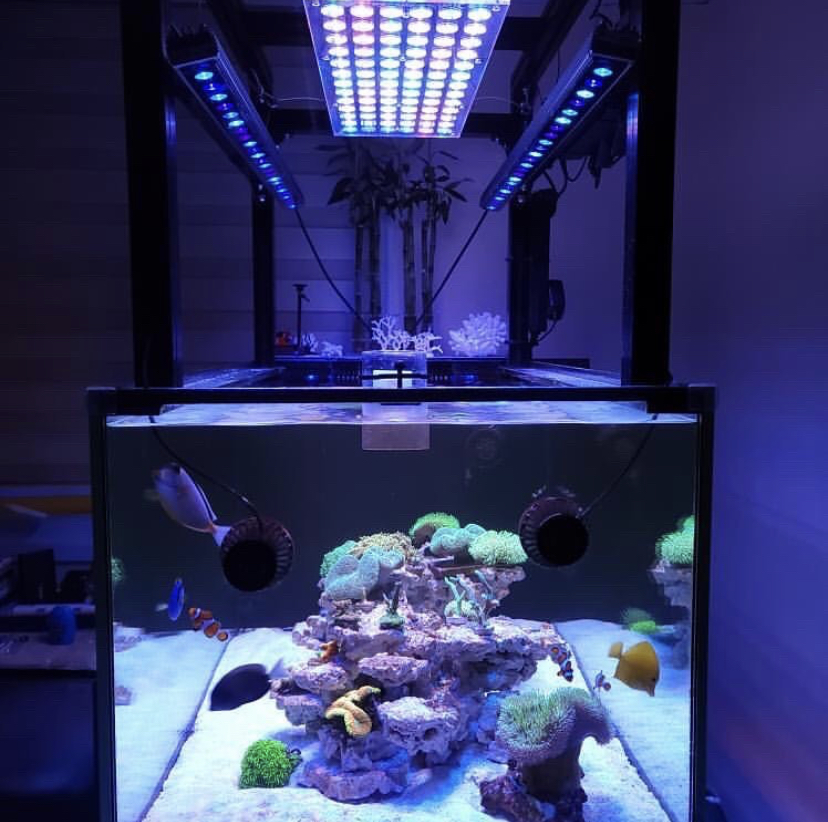 выращивание кораллов led atlantik v4
