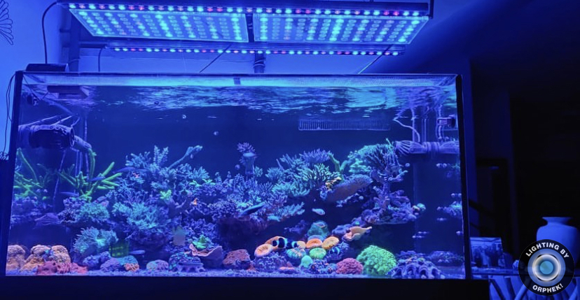 морской аквариум atlantik v4 лучший свет