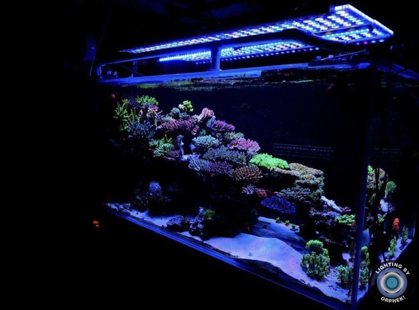 najbolji_reef_aquarium_led_light