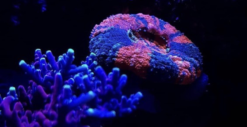 orphek atlantik rápido crescimento de coral