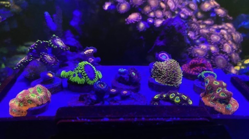luzes de coral de aquário de recife
