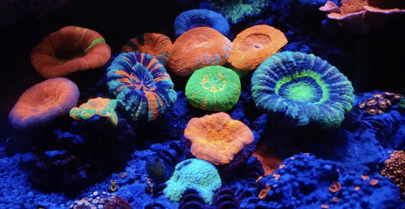 lâmpada LED orphek com melhor crescimento de coral de recife