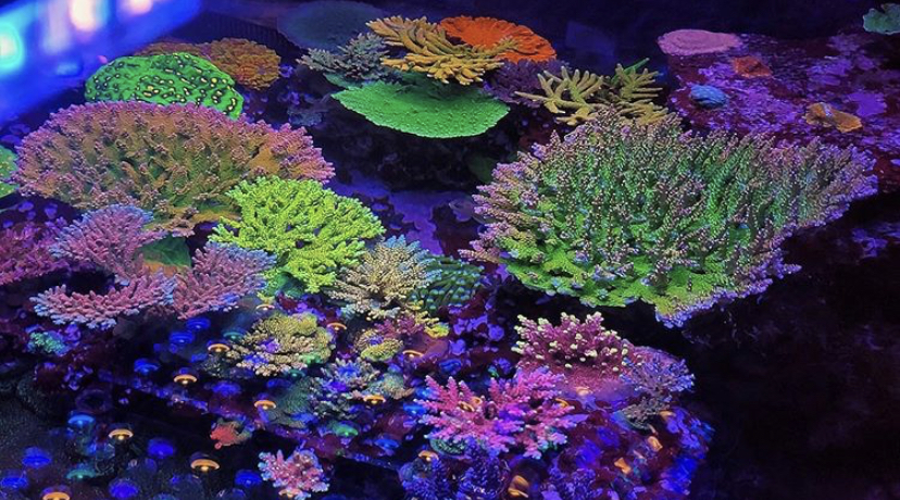 prachtige koralen