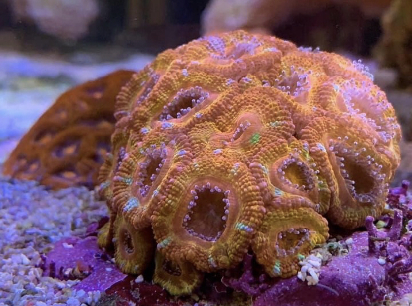 коралловый риф лучшее освещение