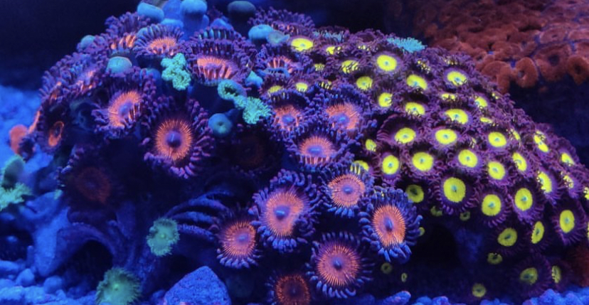 leds de cores incríveis de coral