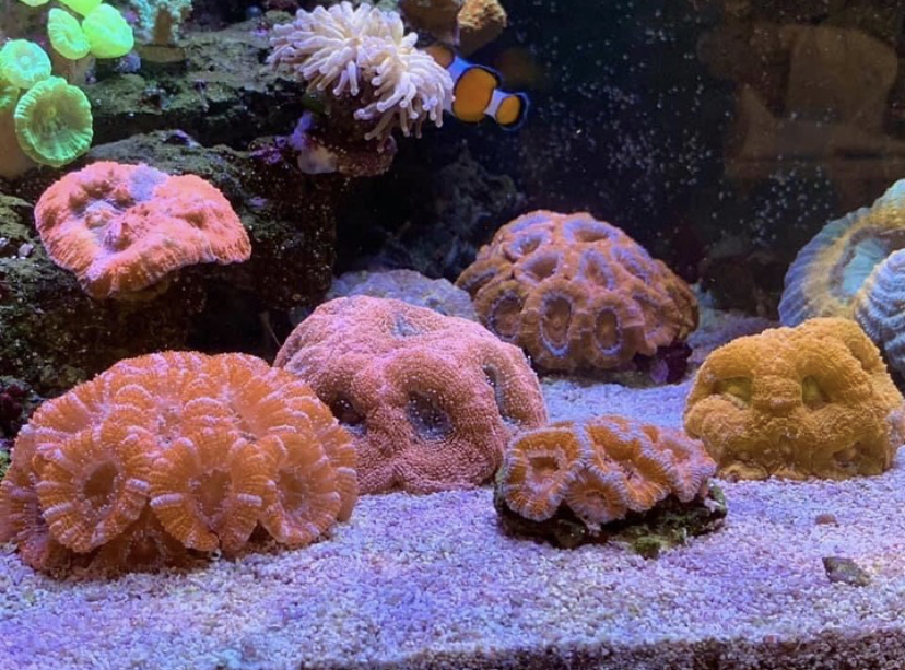 bästa akvariekoraller 2021