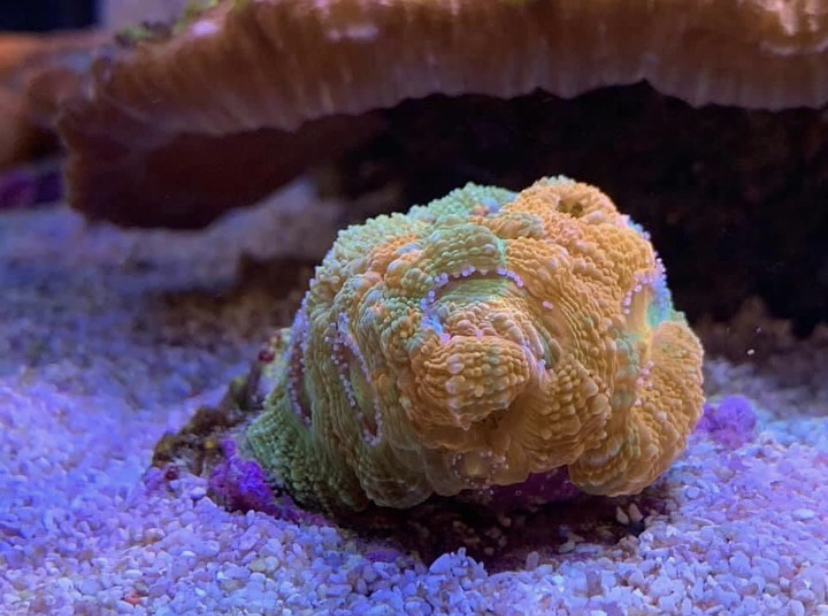 topp belysning korall resultat