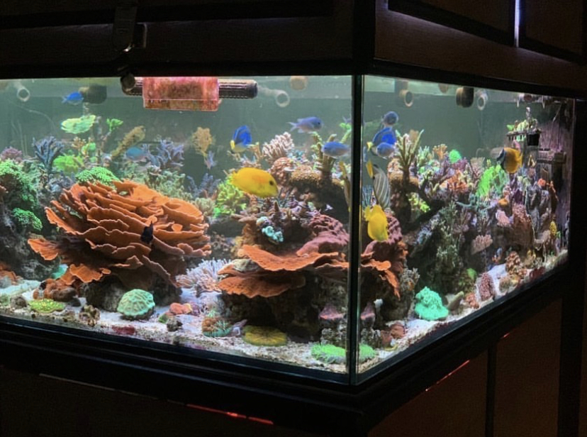 морской аквариум лучшие светодиоды