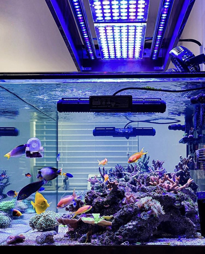 лучшее светодиодное освещение рифа 2021 года